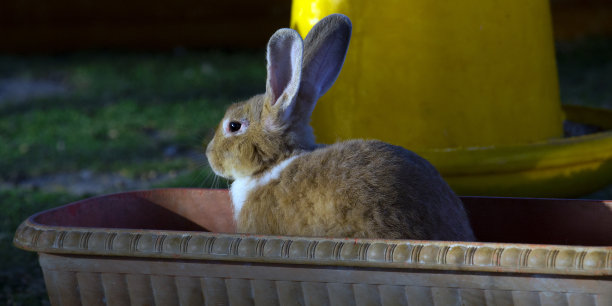 小兔有趣图片下载