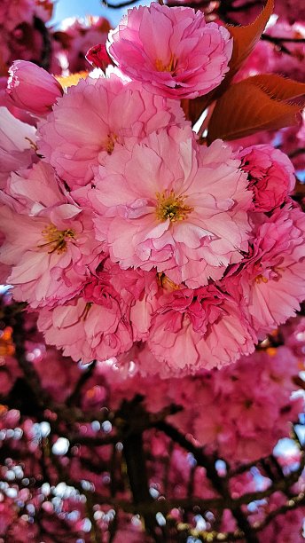 粉红色盛开的樱花图片下载