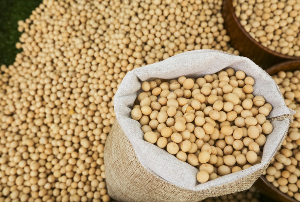 生干大豆或大豆图片下载