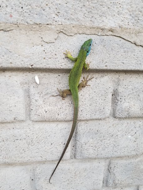 绿蜥蜴在沙在法萨诺阿普利亚意大利库存照片图片下载