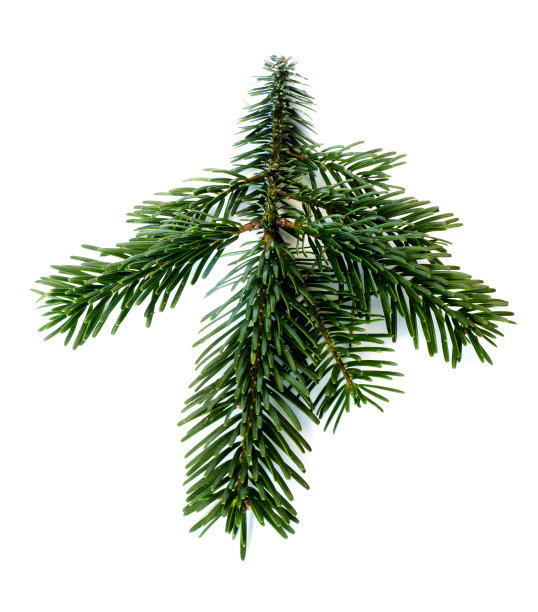 冷杉枝孤立在白色背景上剪下图片下载