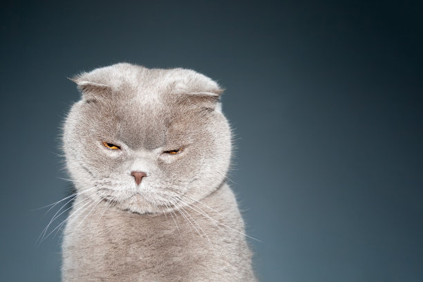 特写的灰色苏格兰褶皱猫斜视橙色眼睛和粉红色的鼻子在一个深蓝色的背景与复制空间图片下载