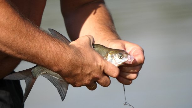 渔夫把钓上来的鱼从鱼钩上放了出来图片下载