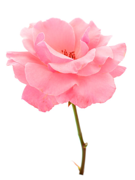 粉红色的玫瑰花。图片下载