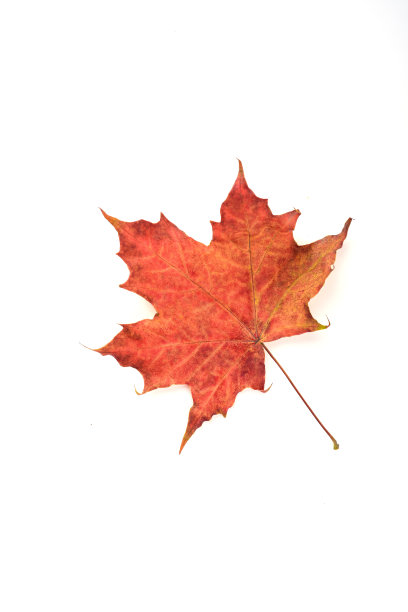 秋天的枫叶，红叶在白色的背景上。图片下载