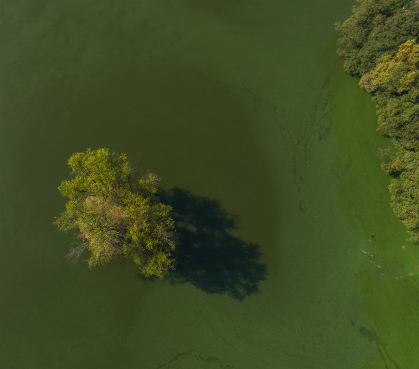 树生长在绿色的水中间的沼泽图片下载