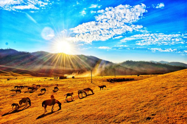 马在烈日下吃金子图片下载