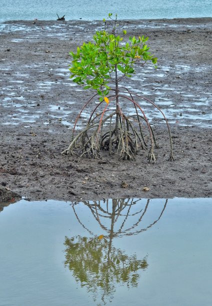 孤独的图片下载