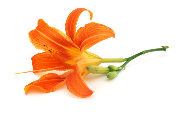 孤立的橙色黄花菜花(萱草属)和花蕾在白色的背景上图片下载