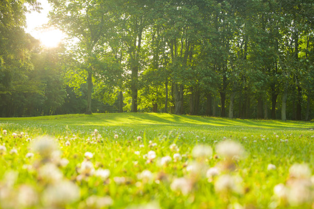 公园的花图片下载