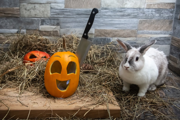 小白兔看着一把插在万圣节南瓜头上的刀图片下载