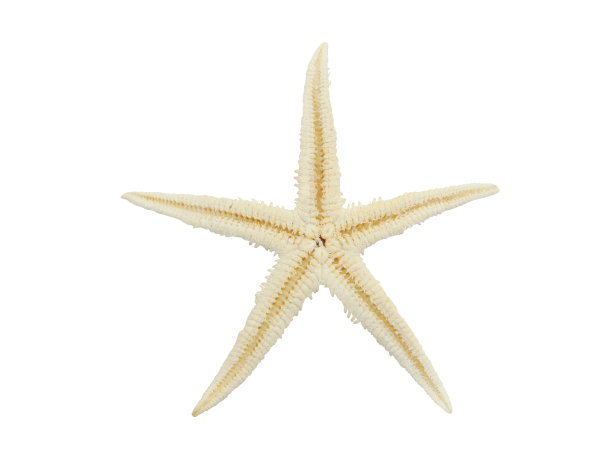 海星孤立在白色上图片下载