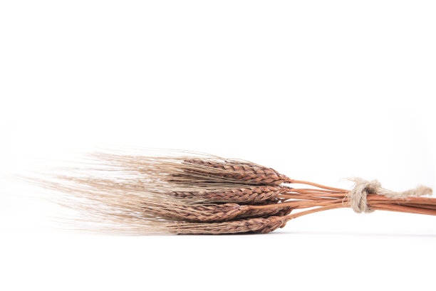 小麦背景图片下载