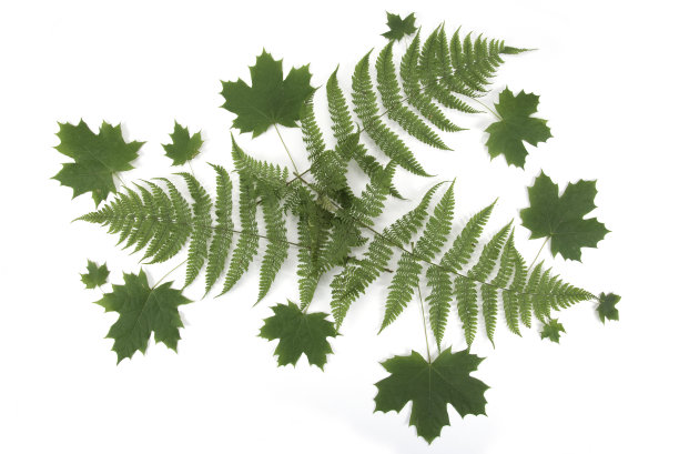 叶的背景图片下载