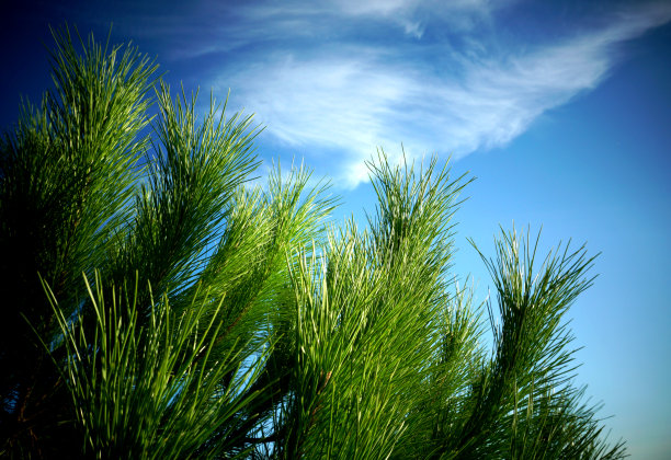 松树的树枝和针近距离观看与蓝天在背景和复制空间图片下载