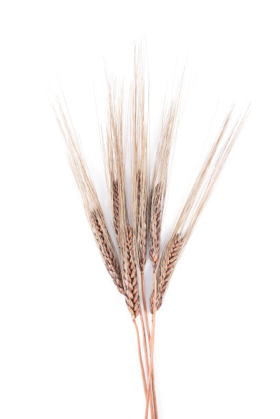 小麦背景图片下载