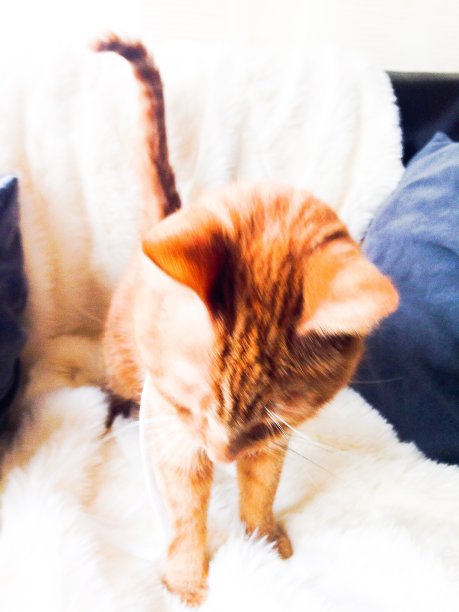 虎斑小猫玩图片下载