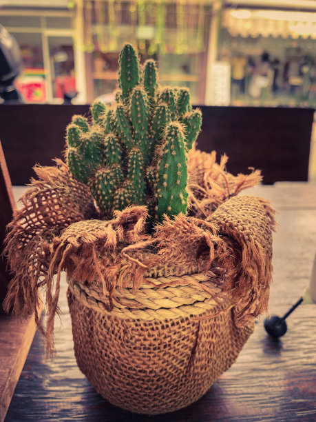 多汁/小仙人掌生长在一个小盆图片下载