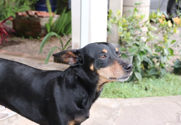 一只狗在后院享受阳光明媚的午后。图片下载