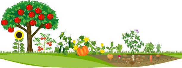 菜园或蔬菜园，有不同的蔬菜和苹果树，成熟的红色水果。收获的季节图片下载