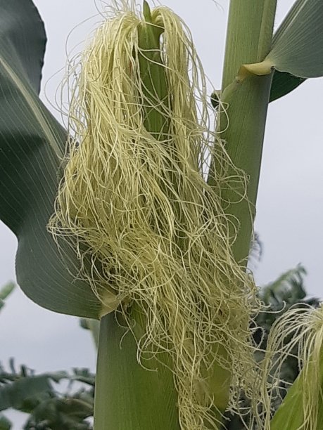 玉米树和玉米花图片下载