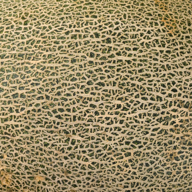 绿哈密瓜图案图片下载