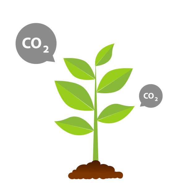 由种子长成的大树是一棵绿色的大树，幼苗长成一棵大树。二氧化碳的插图图片下载