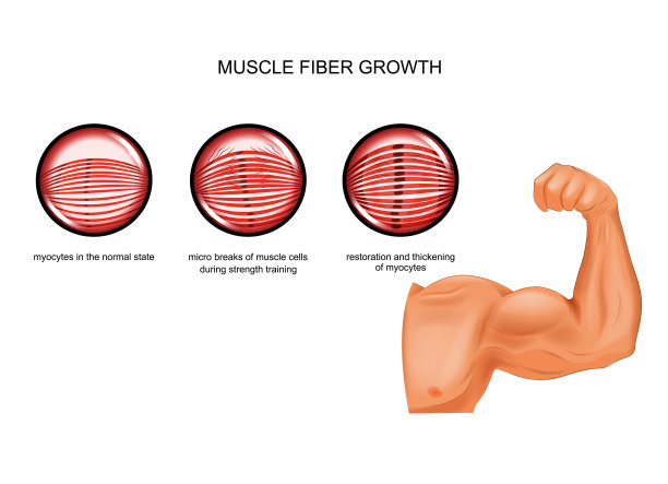 训练后肌纤维生长图片下载