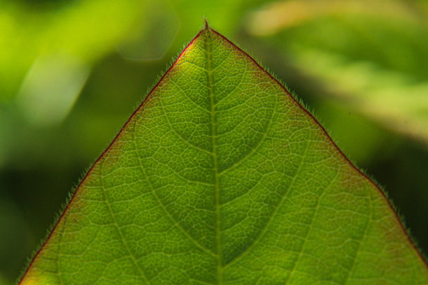 植物染色和水滴图片下载