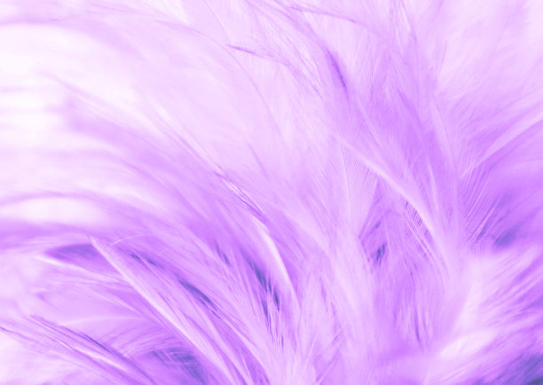 美丽的抽象纹理接近颜色白色，紫色和粉红色的羽毛背景和壁纸图片下载