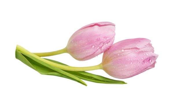 粉色郁金香花图片下载