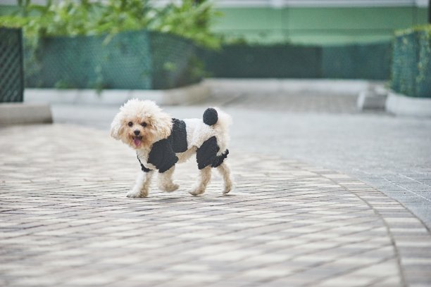 莫莫步行图片下载