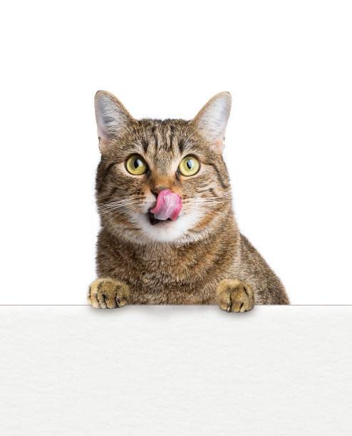 欧洲有趣的宠物猫显示孤立的白色背景。概念网站横幅，书籍，模板和复制空间图片下载