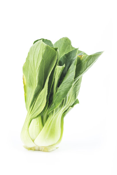 薄菜在白色的背景图片下载