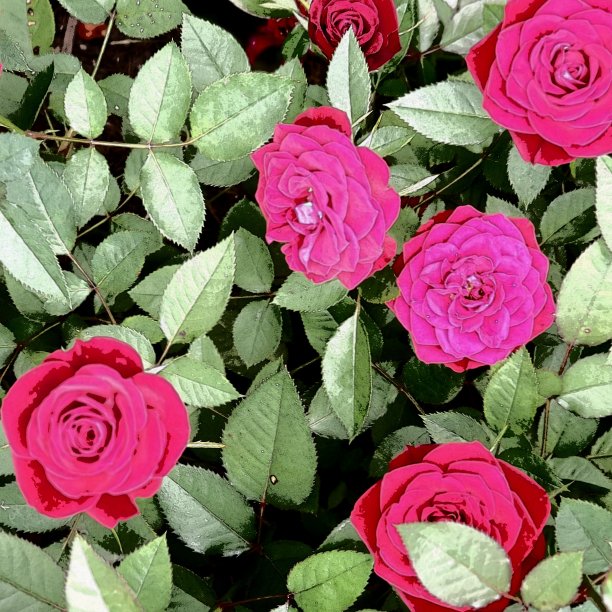 卡通的玫瑰图片下载