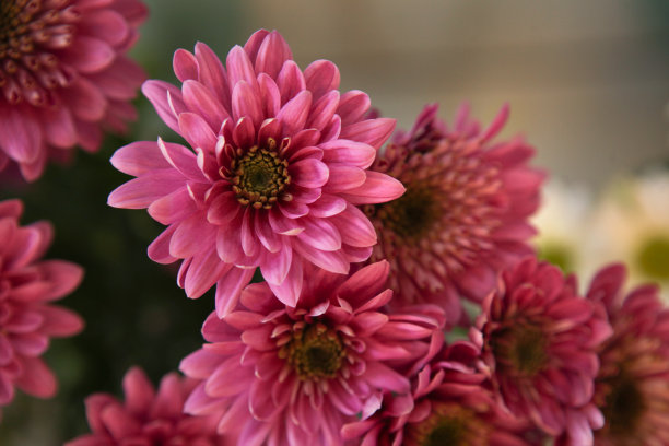 粉红菊花自然图片下载