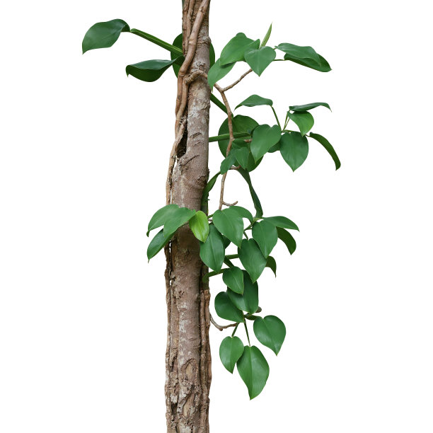 心形绿叶的野生玉兰植物攀附在森林树干上，孤立在白色背景上，修剪小径包括在内。图片下载