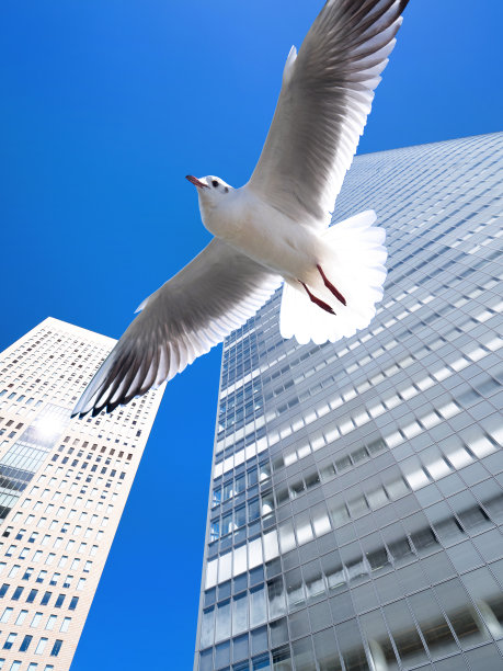 海鸥在摩天大楼里飞翔图片下载