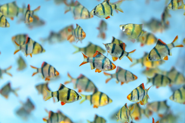 群虎倒钩或苏门答腊倒钩Puntius四带鱼水族馆。图片下载