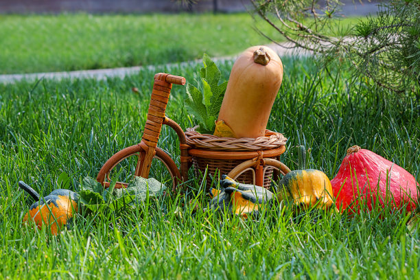 秋天的南瓜在绿色的草地上，一片美丽的草坪。丰富多彩的构图模拟设计。选择性聚焦，复制空间。图片下载