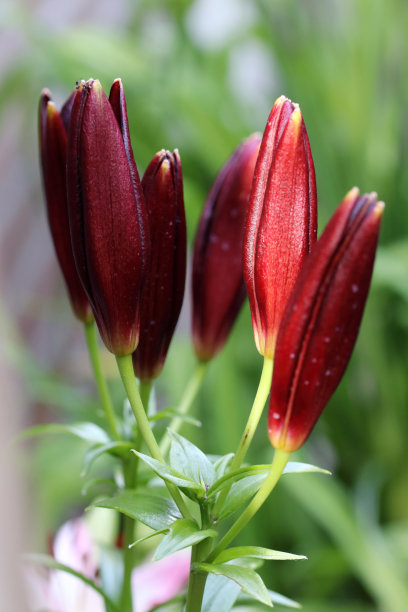 百合黑暗的秘密是一种亚洲百合图片下载