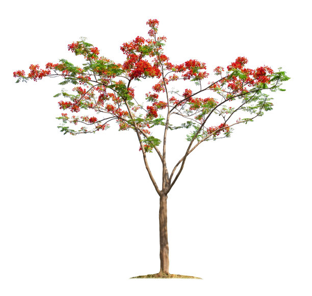 树孤立的白色背景图片下载