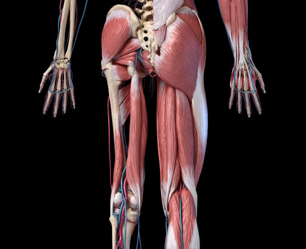 人体解剖学，四肢和髋部骨骼，肌肉和心血管系统。从后面看。图片下载