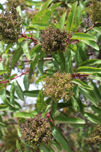 马洛斯马·劳丽娜 - 巴洛纳FWM - 090219 B图片下载