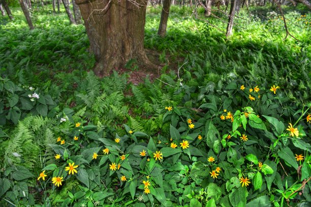 森林地面覆盖着郁郁葱葱的蕨类植物和野花在Shenandoah国家公园，美国弗吉尼亚州图片下载