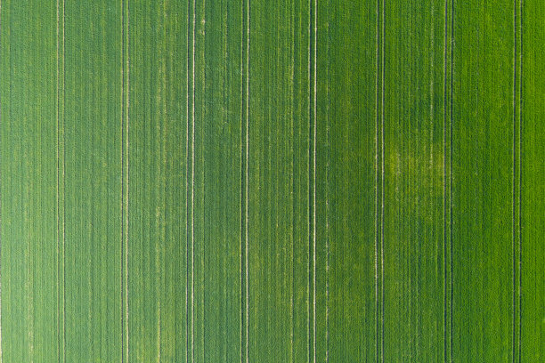 绿色的草地图片下载