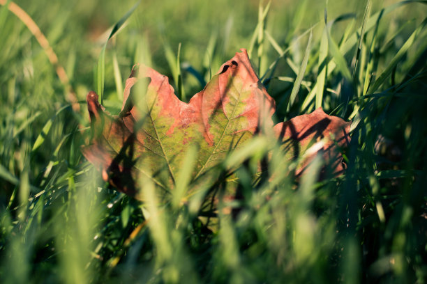 秋叶在草影下图片下载