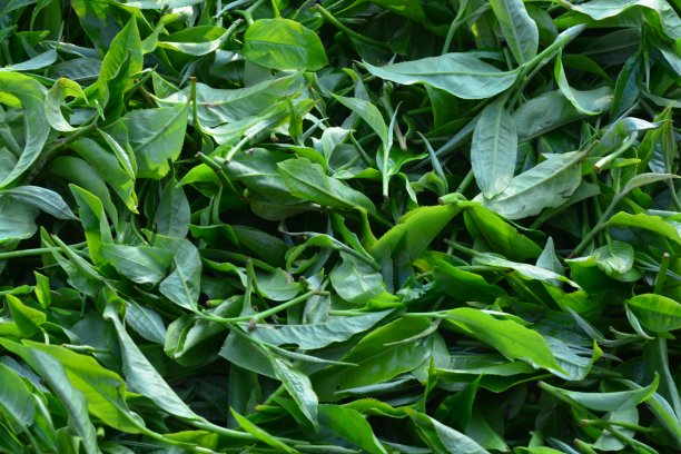 茶叶的生产从采摘开始。图片下载