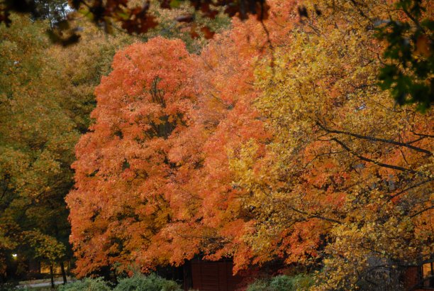 秋天的颜色图片下载