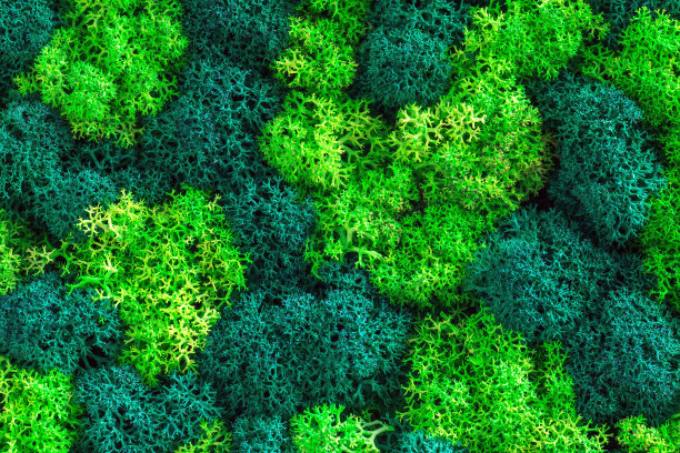 稳定的干苔藓纹理俯视图图片下载